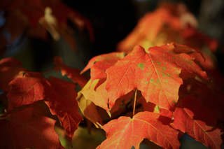 Illustration for article titled Shooting Challenge Fall Leaves Gallery 6